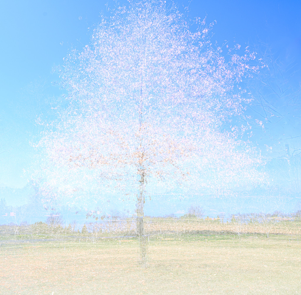 Tree Impression by sprphotos