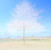 10th Apr 2021 - Tree Impression