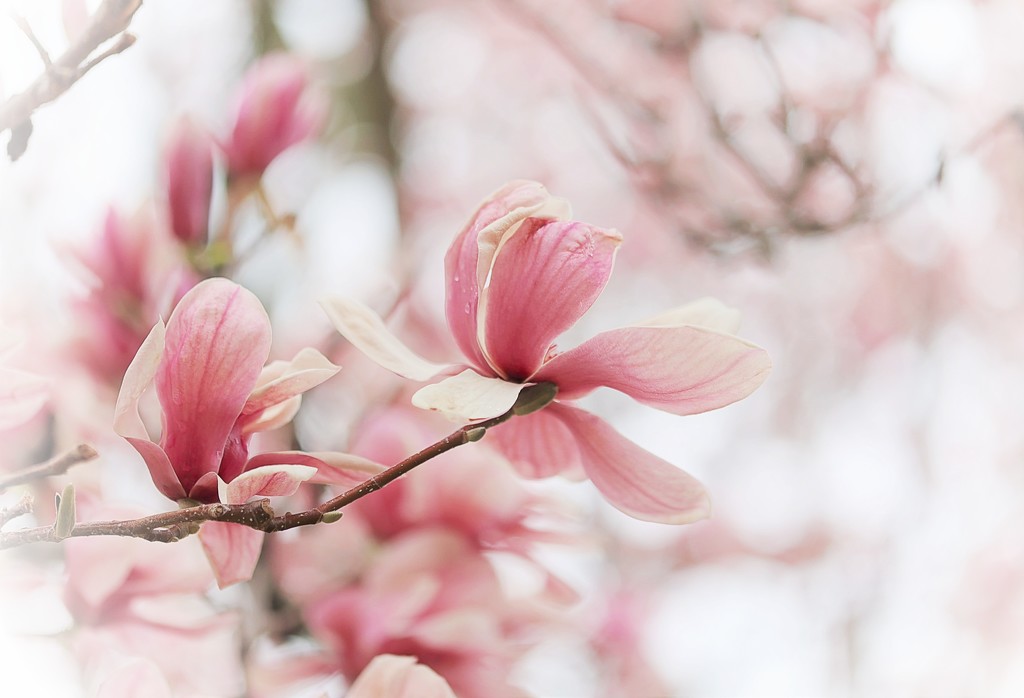 Magnolia by lynnz