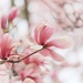 Magnolia by lynnz