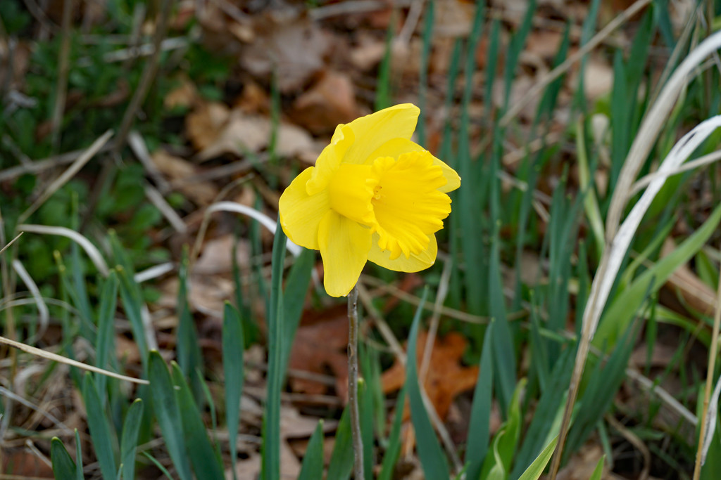 Daffodil  by larrysphotos
