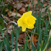 Daffodil  by larrysphotos