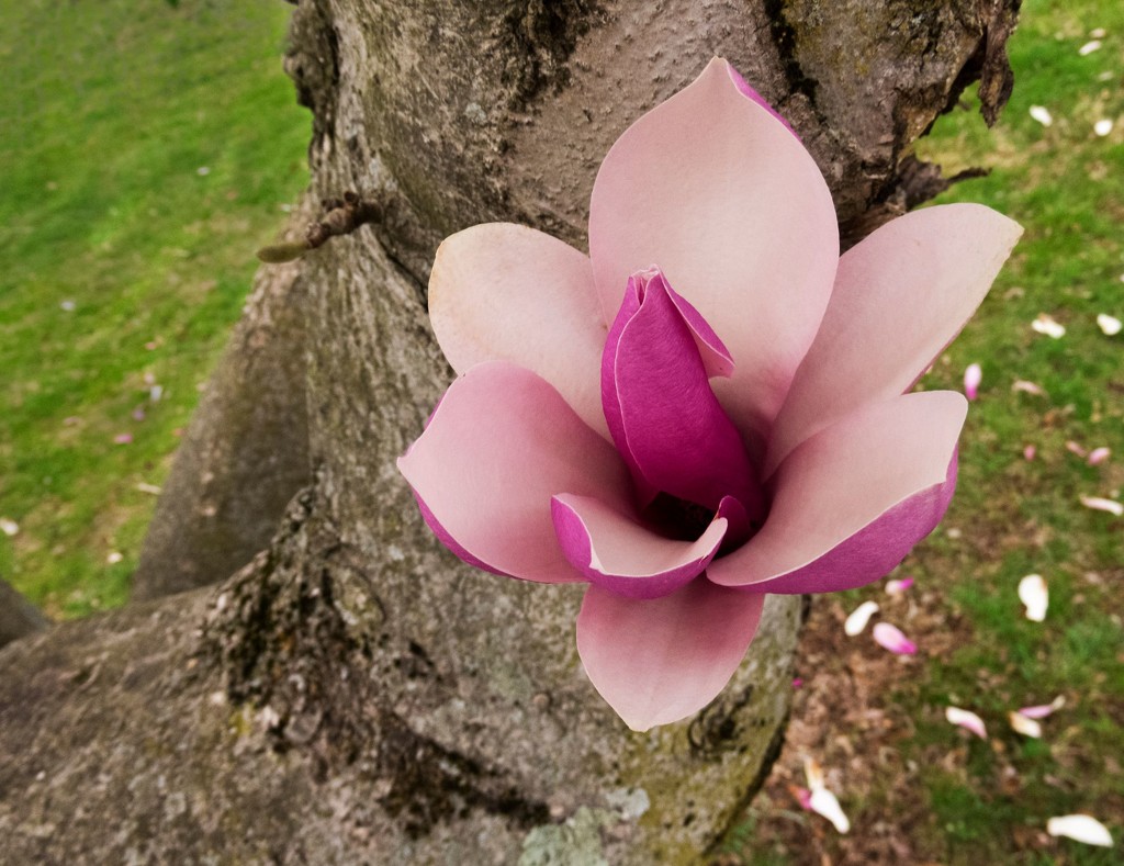 Magnolia blossom  by kimhearn