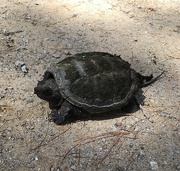 10th Apr 2021 - Snapping turtle