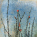 Ocotillo Cactus in Bloom by ryan161