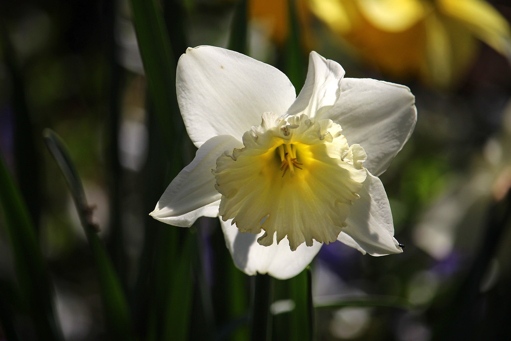 Daffodill of our garden. 2 by pyrrhula