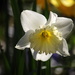 Daffodill of our garden. 2 by pyrrhula