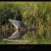 Heron fishing by nickspicsnz