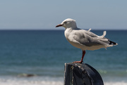 3rd Mar 2021 - Seagull at Tairua