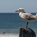 Seagull at Tairua by nickspicsnz
