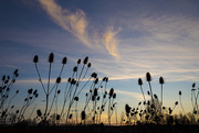 10th Apr 2021 - Wild Dry Teasel at Sunset