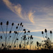 Wild Dry Teasel at Sunset by pdulis