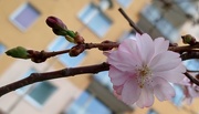 2nd Apr 2021 - First Cherry Blossoms In My Town.