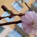 First Cherry Blossoms In My Town. by kclaire