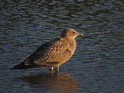8th Apr 2021 - Juvenile gull in the paddling pool