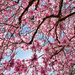 Pink spring.  by cocobella