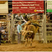 The Rodeo at the Nanango Show by kerenmcsweeney
