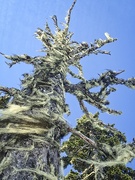 10th Apr 2021 - Mossy Tree
