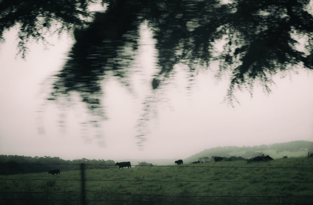 Landscape 37 - cows by annied