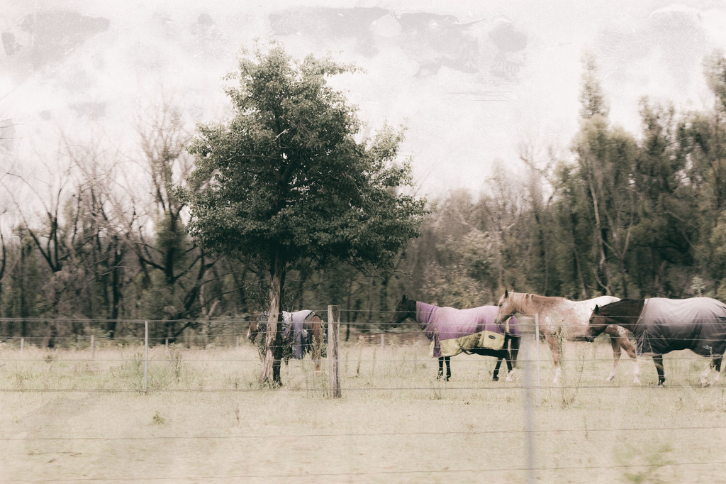Landscape 37 - horses by annied