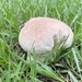 Mushy bun or puff ball mushroom  by sugarmuser