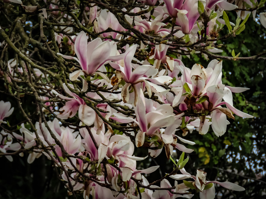 Magnolia Time by mumswaby