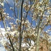 Blue sky and white clouds with Spring blossoms. by grace55