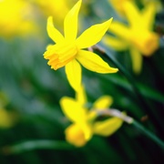 11th Apr 2021 - Daffodil 11