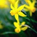 Daffodil 11 by 4rky