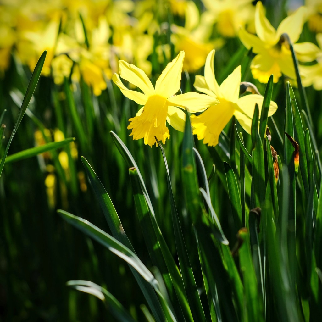 Daffodil 9 by 4rky