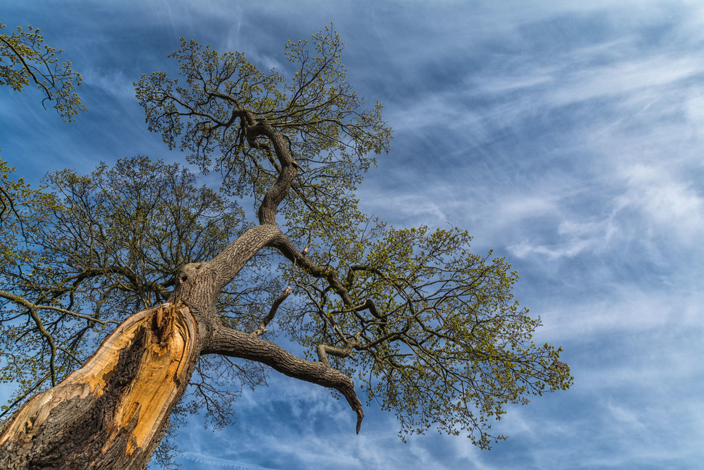 The old oak by rumpelstiltskin