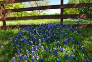 11th Apr 2021 - The Bluebonnets are in full bloom