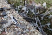11th Apr 2021 - The white wing dove met his match