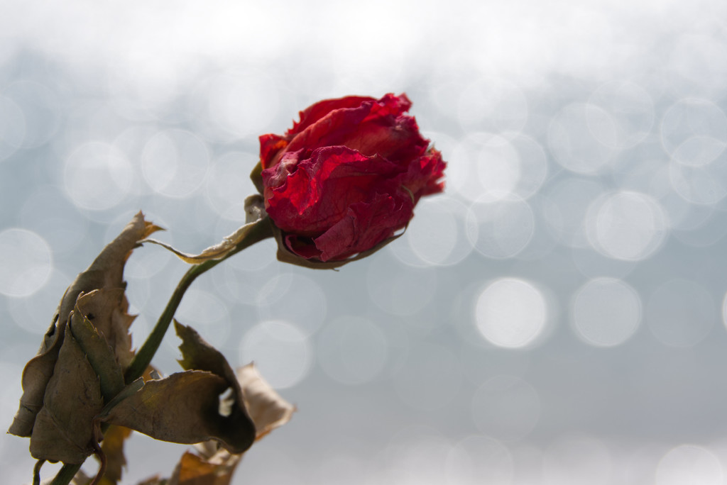 Red Rose. Sad Rose by 30pics4jackiesdiamond