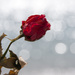 Red Rose. Sad Rose by 30pics4jackiesdiamond
