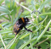 11th Apr 2021 - Lonesome Bee