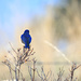 Bluebird by gq