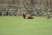 11th Apr 2021 - cow and calf
