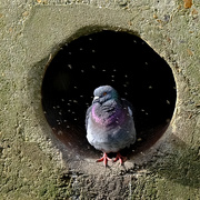 11th Apr 2021 - Marvin the Pidgeon