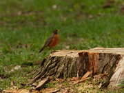 11th Apr 2021 - American robin on a stump