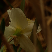11th Apr 2021 - daffodil in shadows