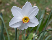 11th Apr 2021 - Narcissus at Wimpole Hall