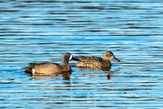 11th Apr 2021 - Blue-winged Teal