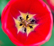 11th Apr 2021 - Inside the Tulip
