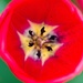 Inside the Tulip by billyboy