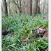 Bluebell woods waking up by 365projectorgjoworboys