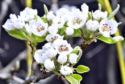 8th Apr 2021 - Pear Blossom.