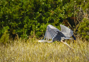 11th Apr 2021 - Blue Heron in Flight 
