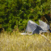 Blue Heron in Flight  by jgpittenger