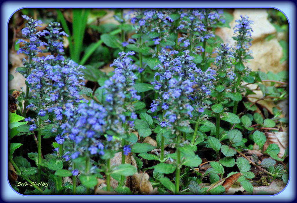 Blue groundcover by vernabeth
